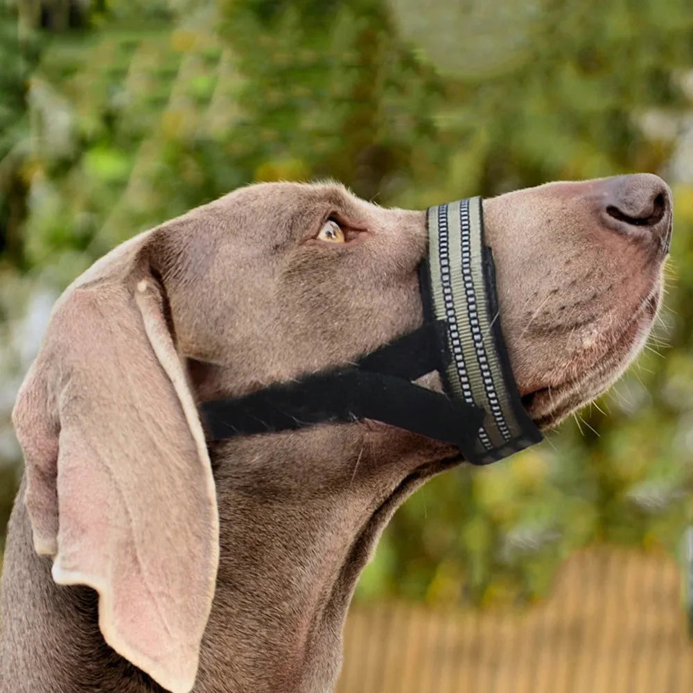 Adjustable reflective dog muzzle in blue on a large dog, showing straps and breathable design