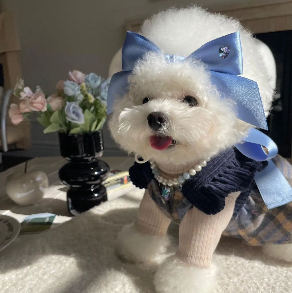 A dog wearing a blue princess style hair band with a large, adjustable bow on its head.