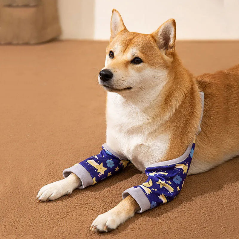 Blue adjustable dog knee protector wrap with a matching scarf on a medium-sized dog