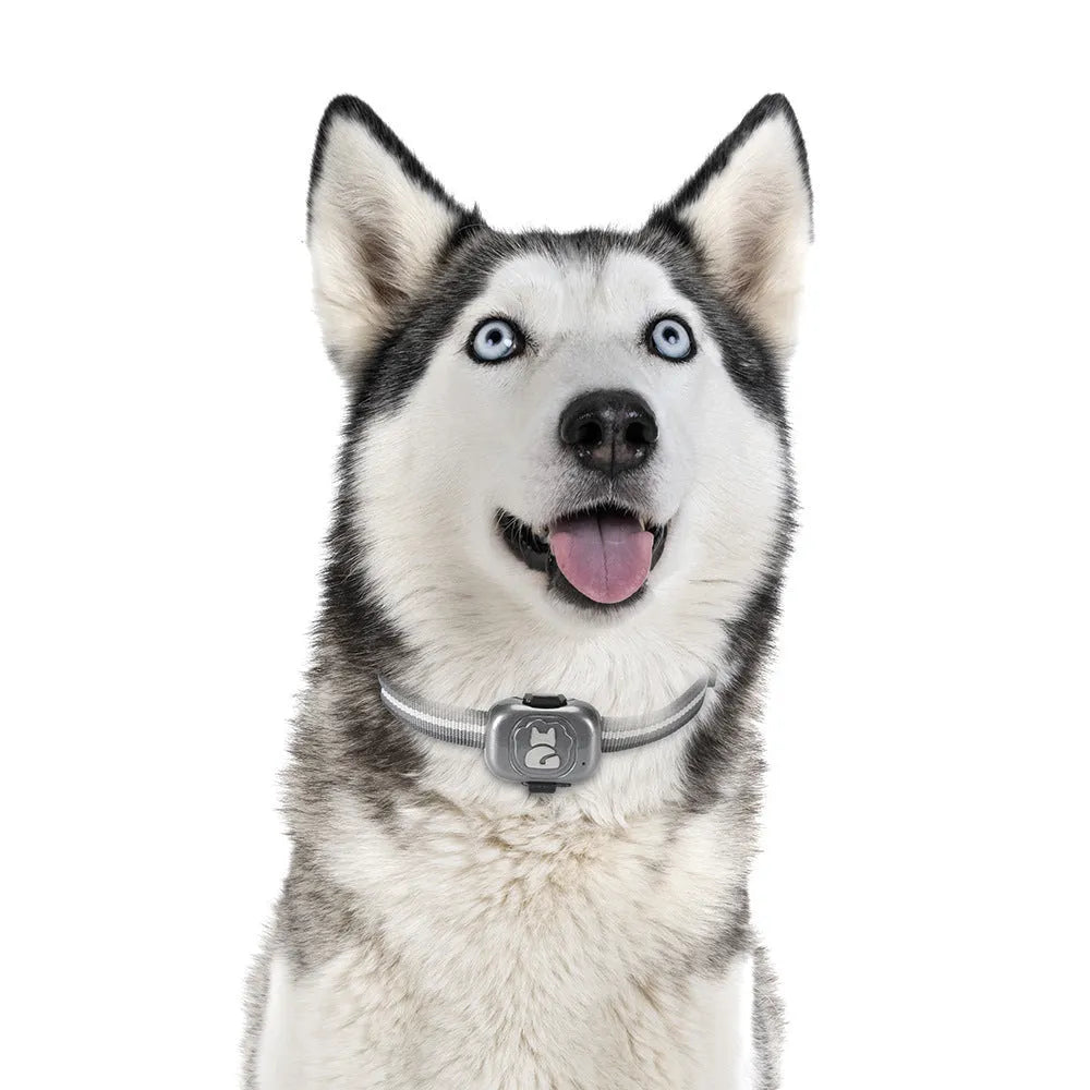 Black pet GPS locator device with hanging rope for dog or cat collar attachment