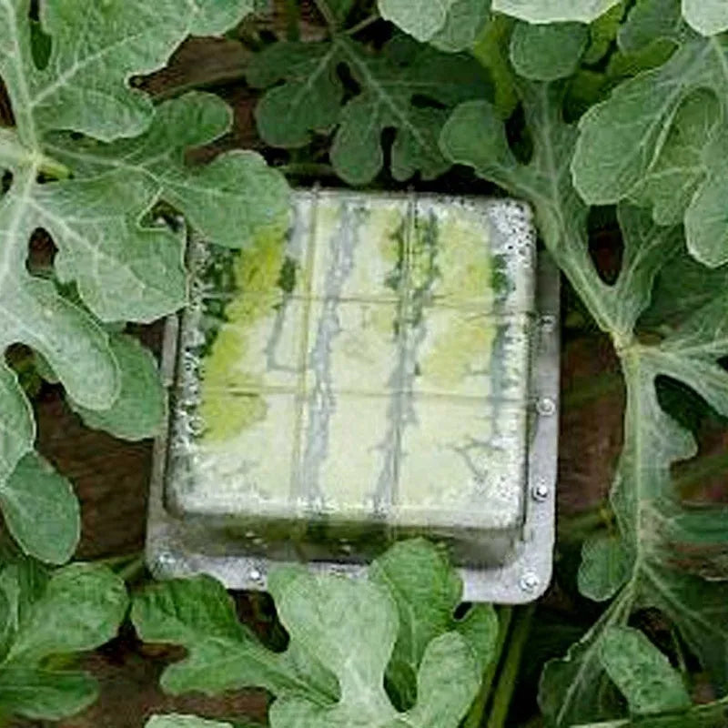 Square plastic watermelon growth mould with 13cm internal dimensions for shaping uniform fruit