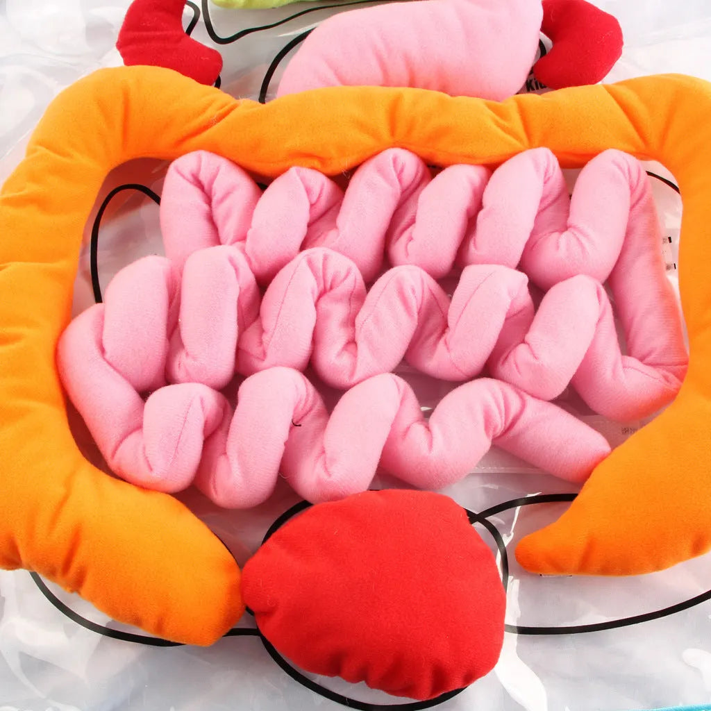 Green kids plush anatomy apron with movable body organs laid out on a table