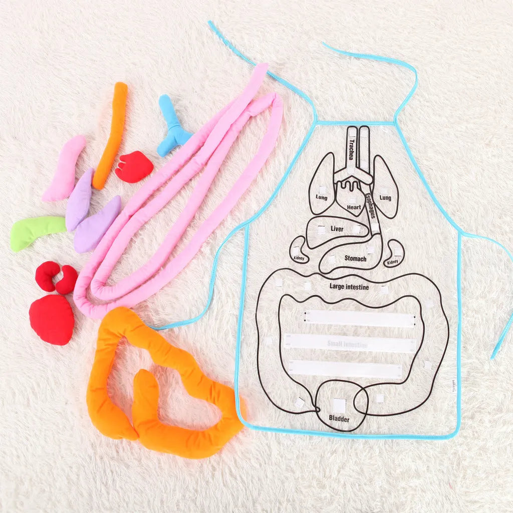 Green kids plush anatomy apron with movable body organs laid out on a table