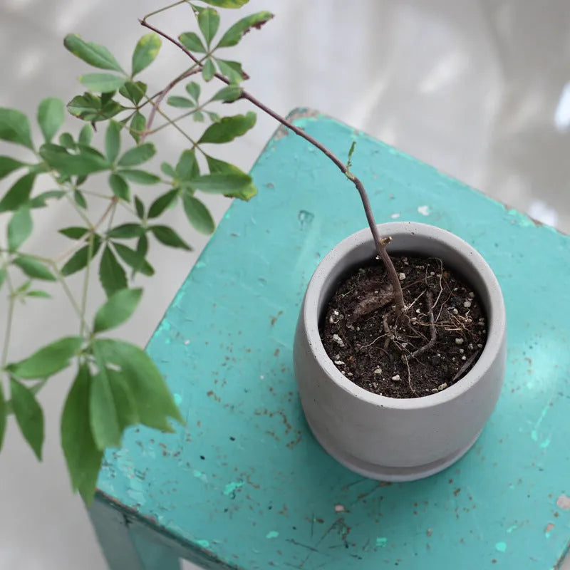 Round cement flower pot with 11cm bottom diameter, natural colour, Chinese style desktop planter