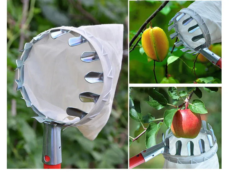 Steel frame fruit picker with cloth catching bag for harvesting pears and citrus