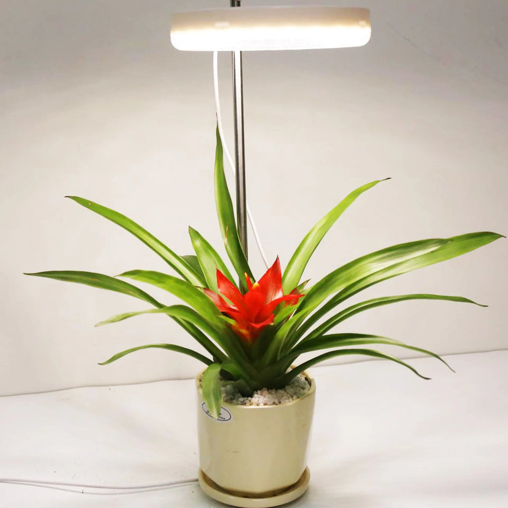 Desk plant growth lamp with full spectrum lighting in compact PC housing