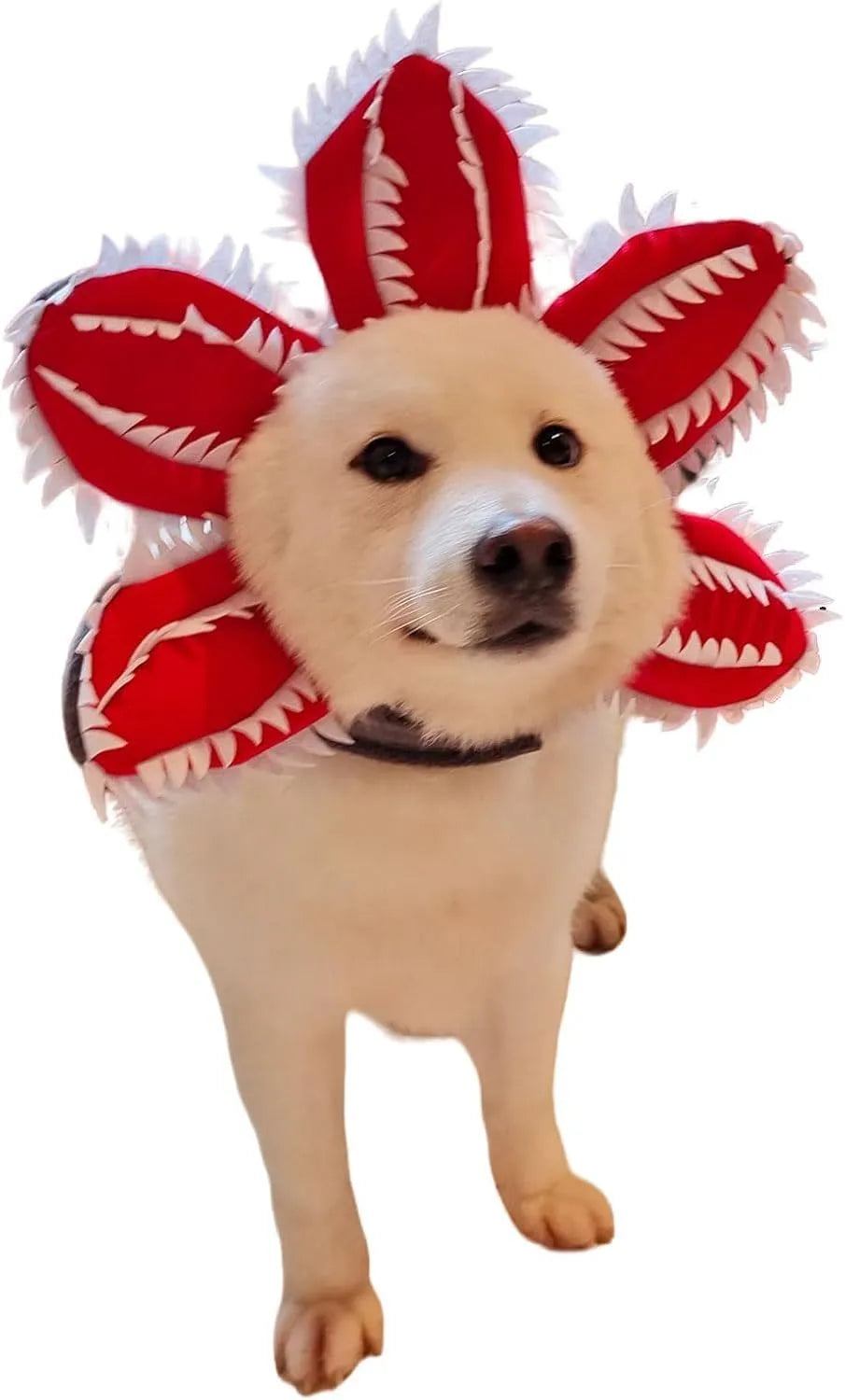 Dog wearing Halloween costume with demon hat headband and flower collar