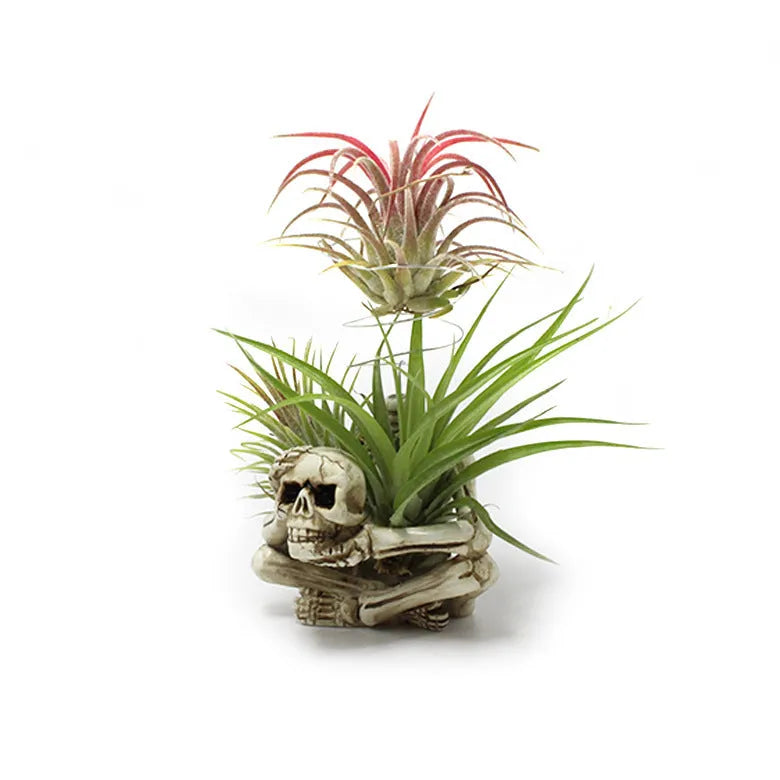 Gothic resin air plant bracket with skull ornament on iron base.