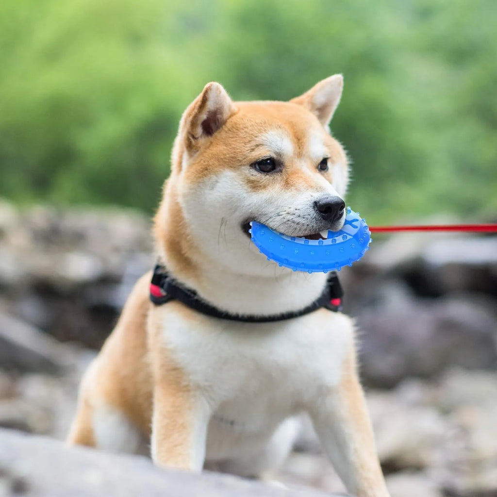 Freezable dog chew toy in bone and circle shapes, non-toxic with cooling water core