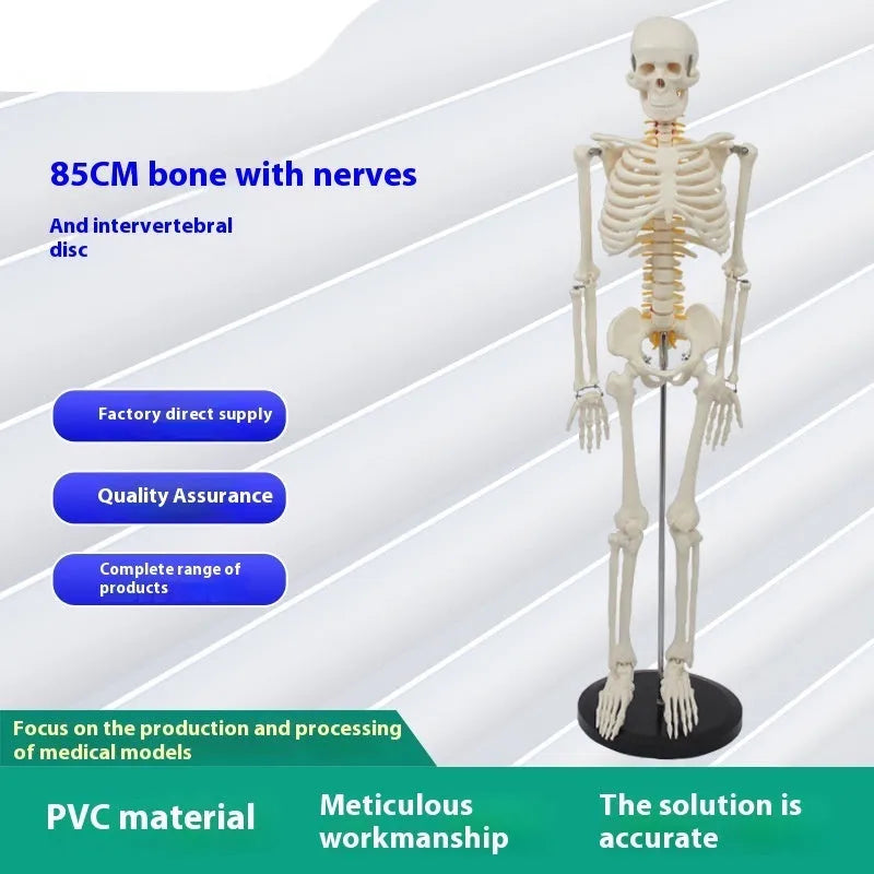 Plastic human skeleton biology teaching model 85cm PVC with muscle markings and intervertebral discs for medical lab use