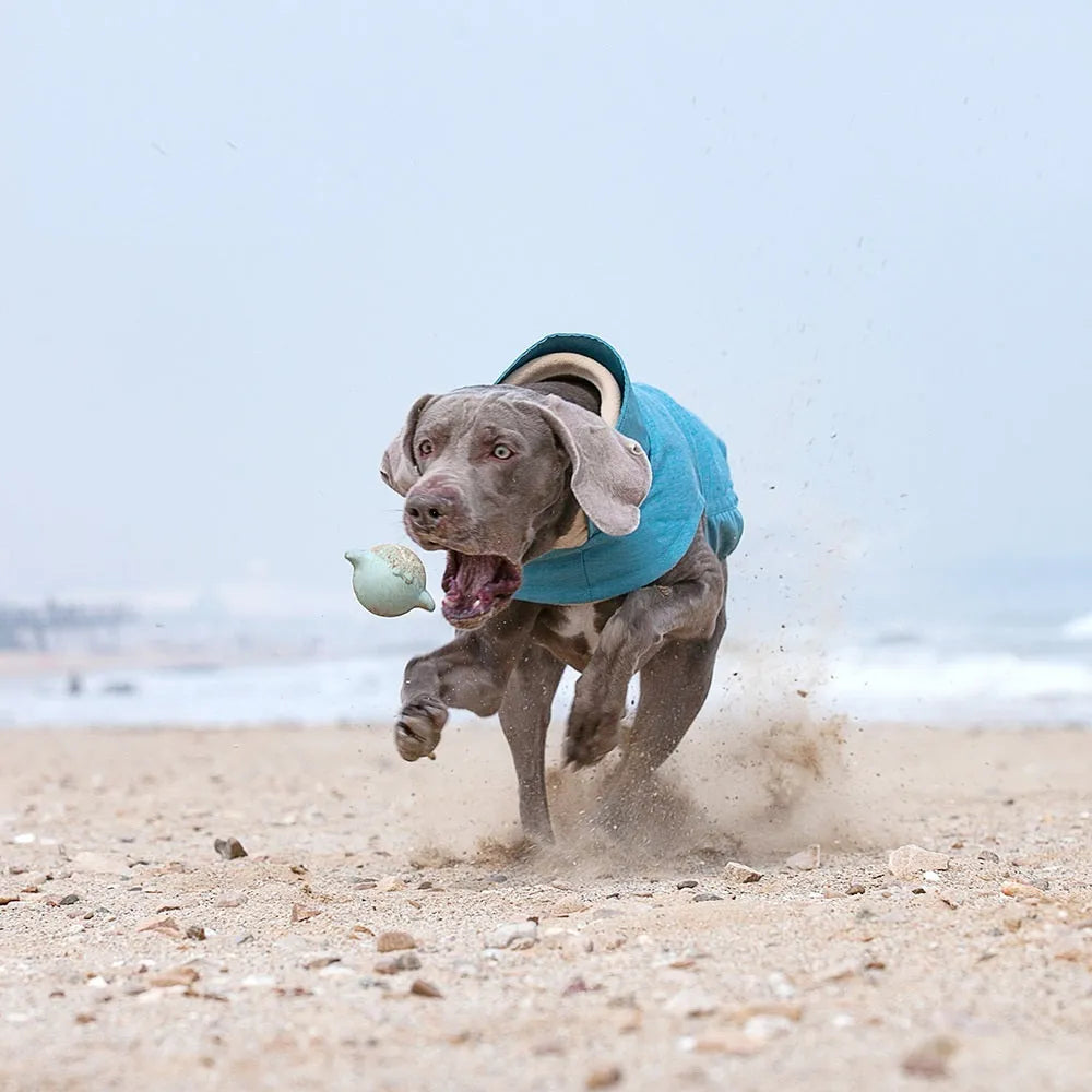 Grey polyester dog vest for medium large breeds on a dog, showing casual style and fit.