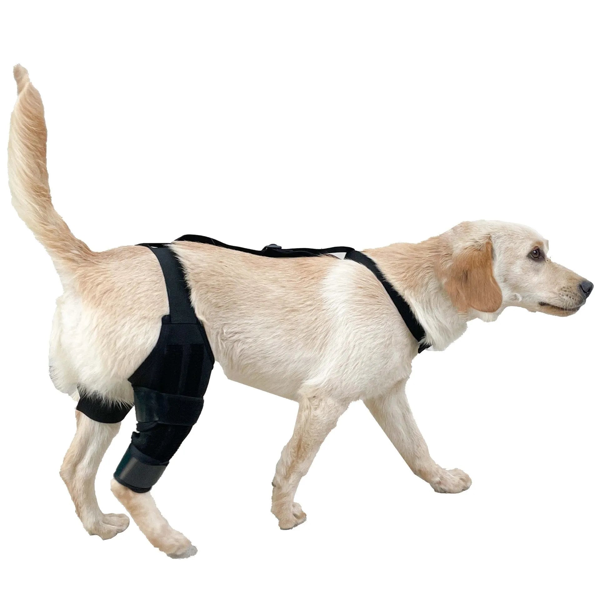 A neoprene dog hind leg knee brace assist strap shown in multiple colours including black, blue, and orange.