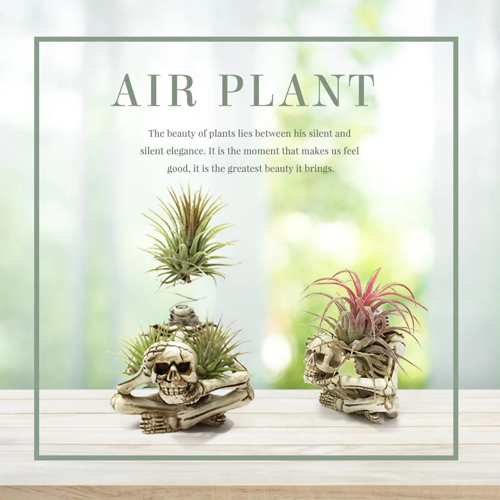 Gothic resin air plant bracket with skull ornament on iron base.