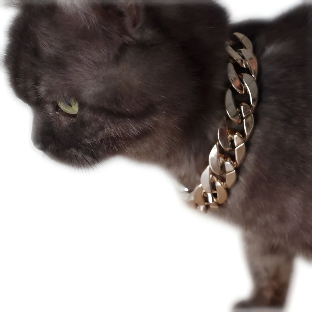 Gold-plated pet dog necklace with extender chain, gold finish, on a small dog