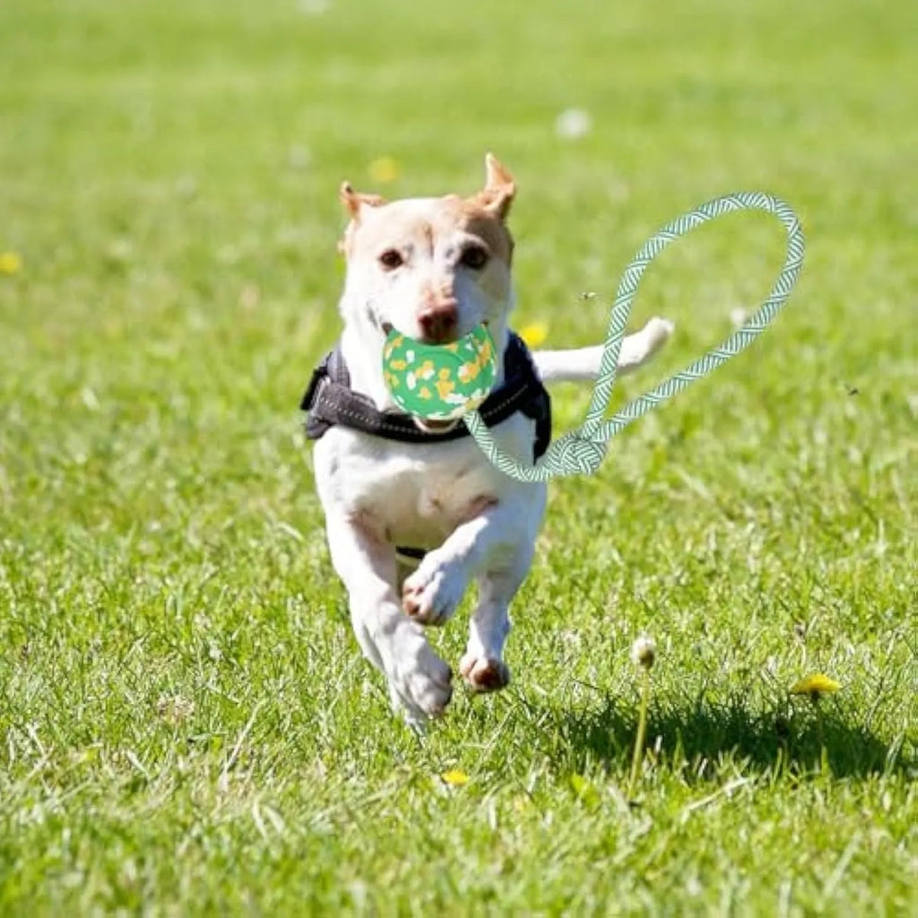 Natural rubber dog ball on rope toy for medium and small dogs with nylon rope attachment