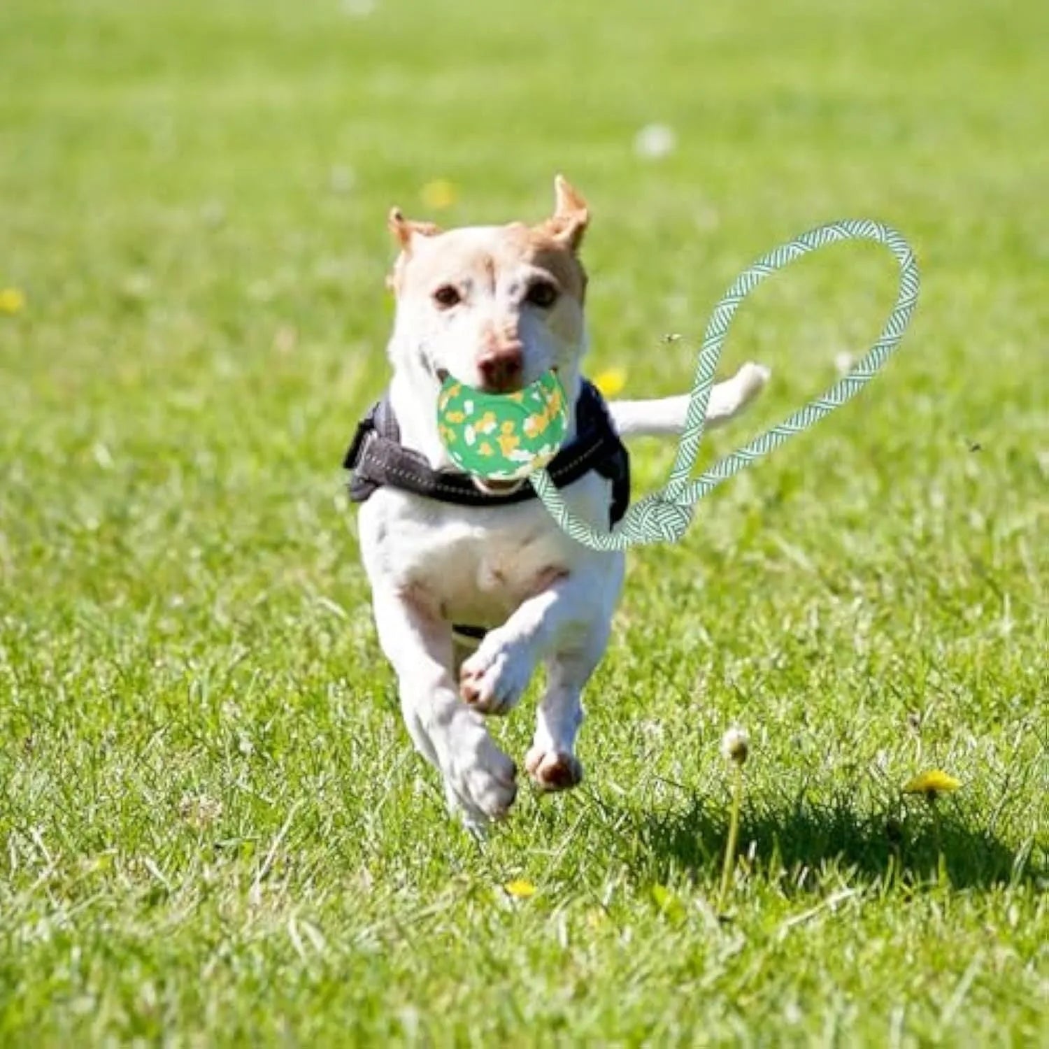 Natural rubber dog ball on rope toy for medium and small dogs with nylon rope attachment