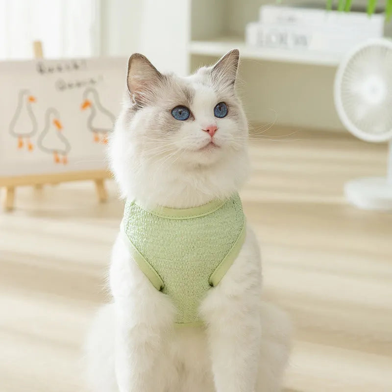 Cat wearing hollowed-out knitted clothes with bear patch decoration in blue colour