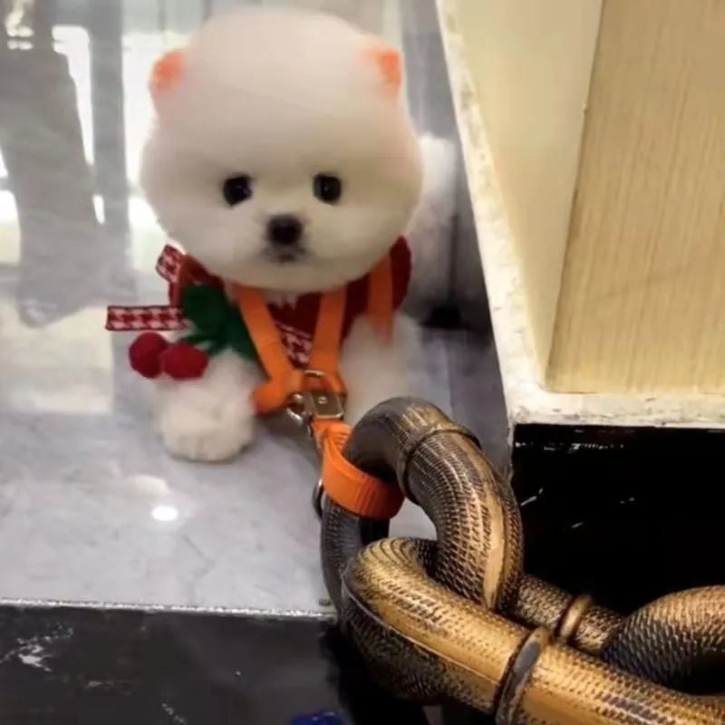 Metallic dog leash simulation prop for video content creation in three colour options