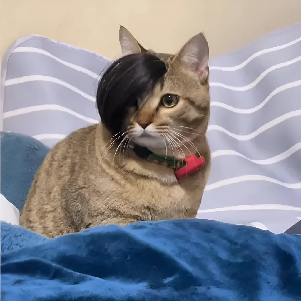 Black imitation braid cat wig made from polyester for pet dress up