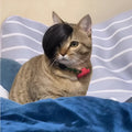 Black imitation braid cat wig made from polyester for pet dress up