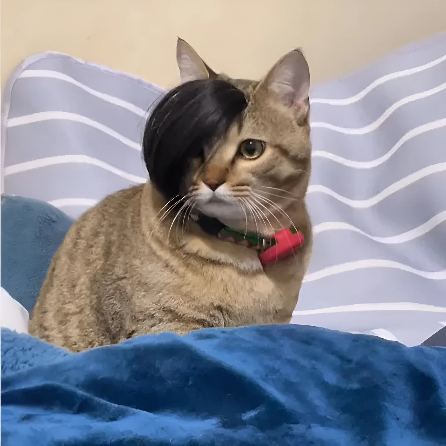 Black imitation braid cat wig made from polyester for pet dress up