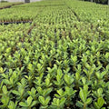 Bare root Desert Rose seedlings showing root system ready for potting