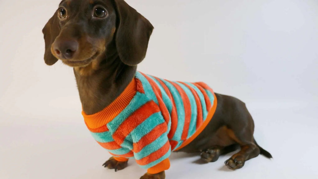 Orange, red, and white striped casual sweatshirt for a dog or cat on a hanger.