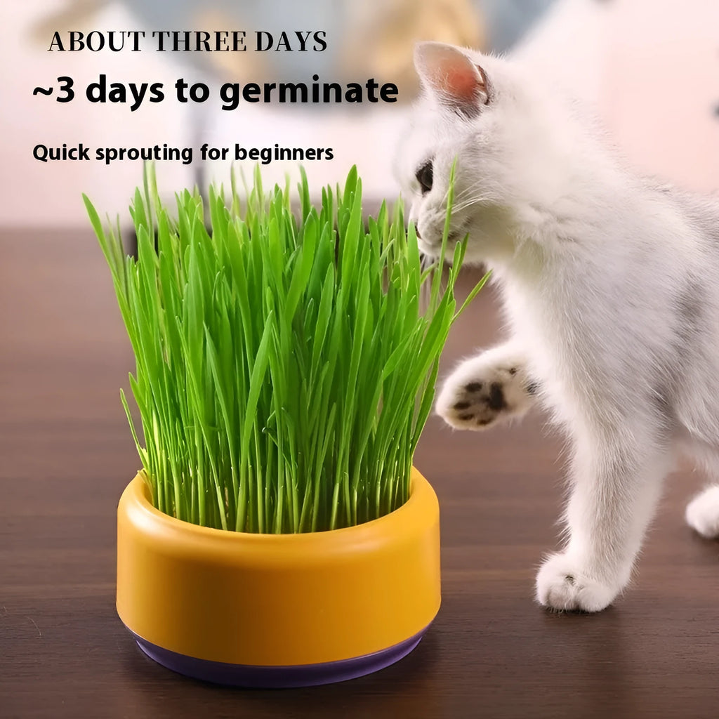 Blue hydroponic cat grass kit with soilless cup and five packs of seeds