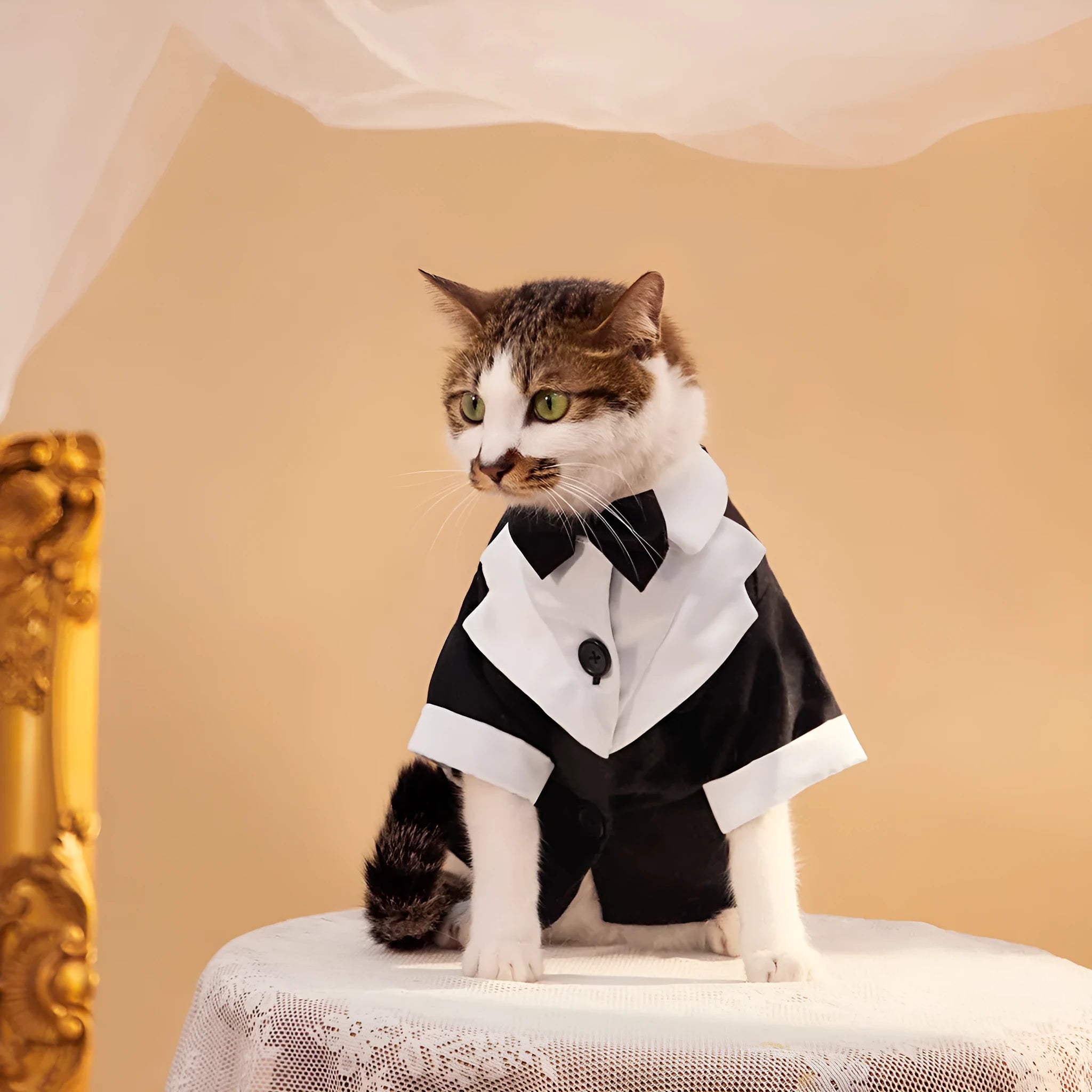 Black four-legged gentleman wedding suit for dogs with Chinese style detailing