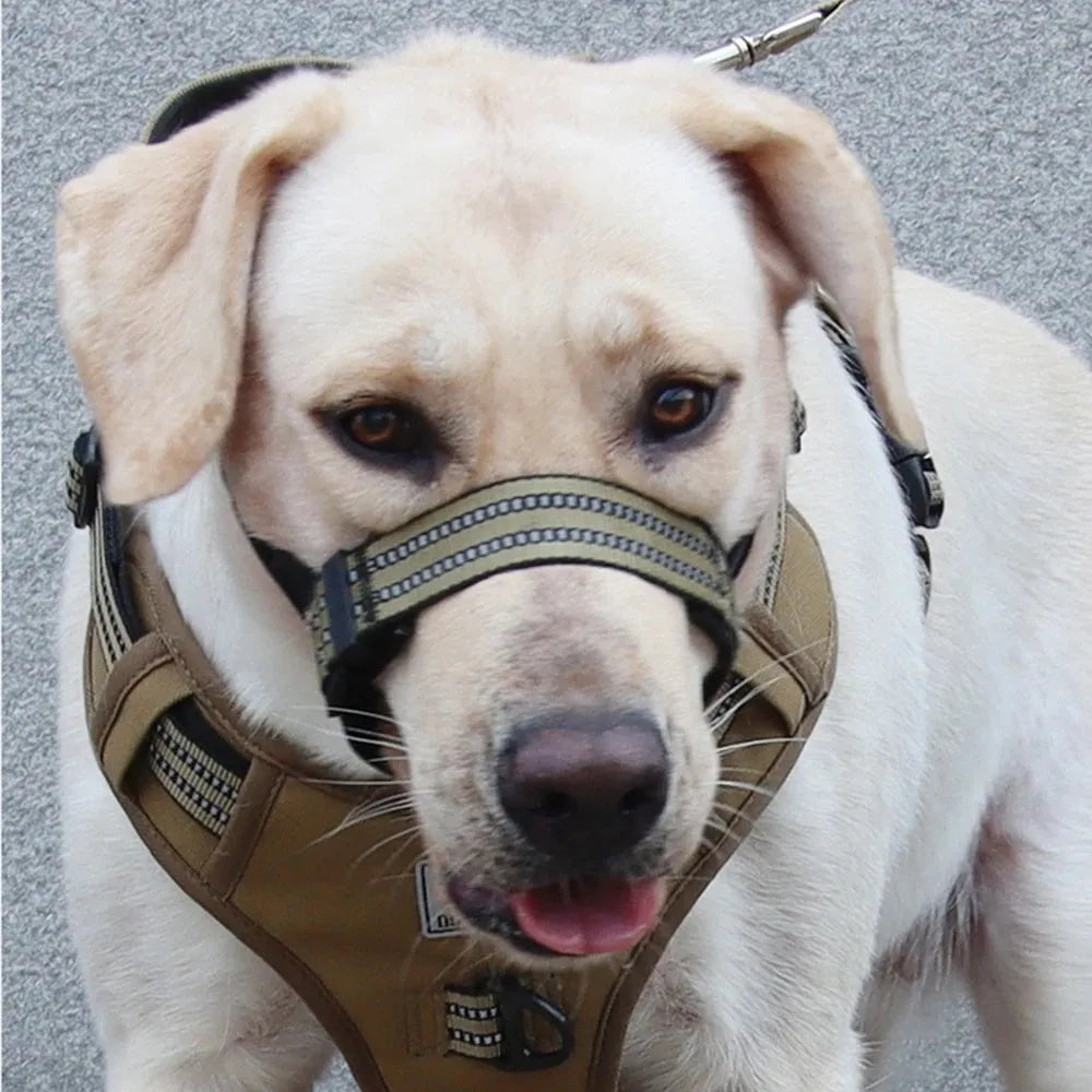 Adjustable reflective dog muzzle in blue on a large dog, showing straps and breathable design