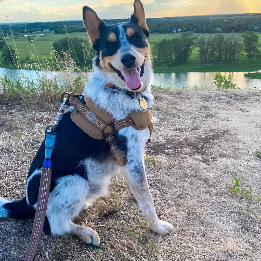 Dog chest strap training belt with reflective hand holding rope in sports style, showing M L XL size options