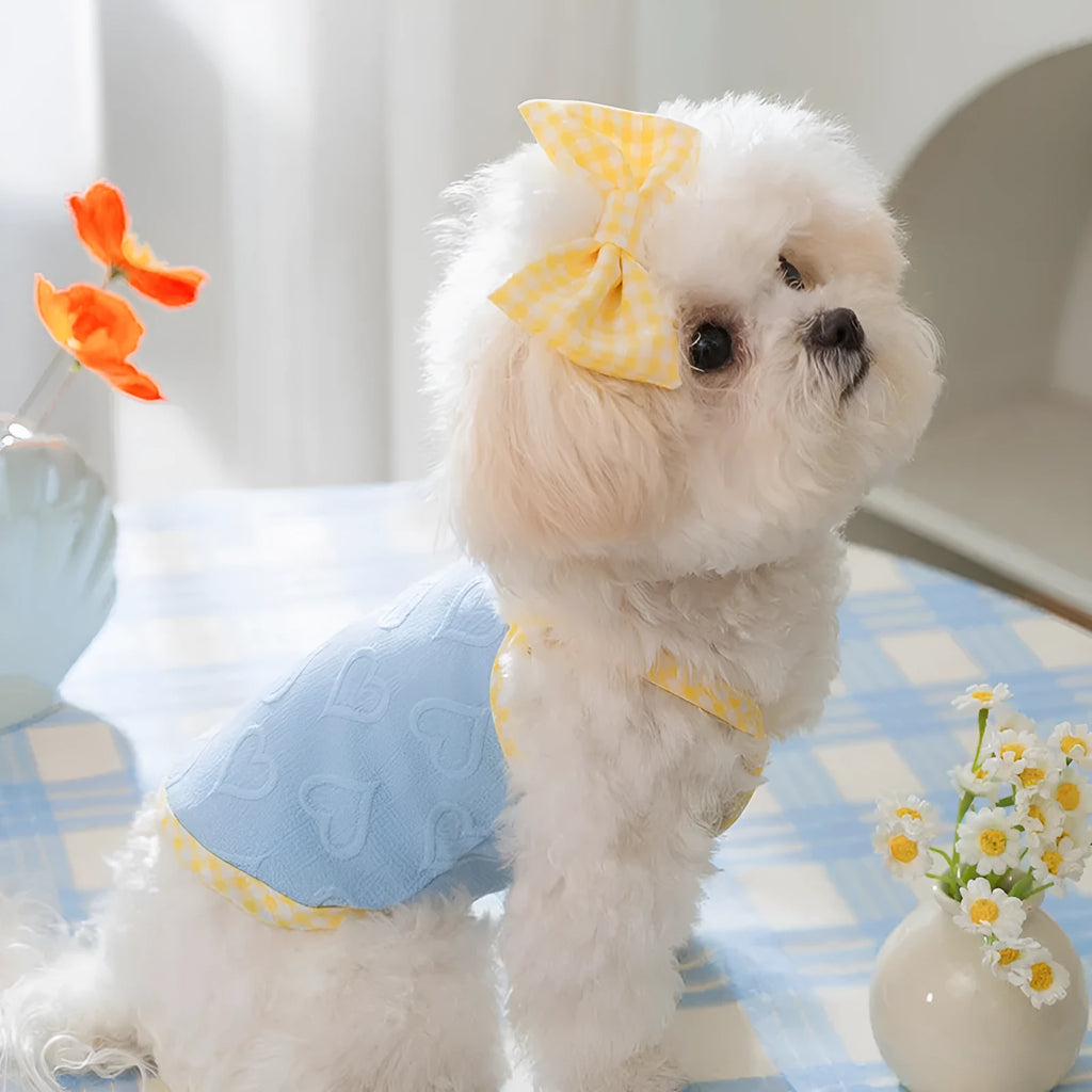 Small dog wearing a blue elastic suspenders vest with a heart-texture bow.