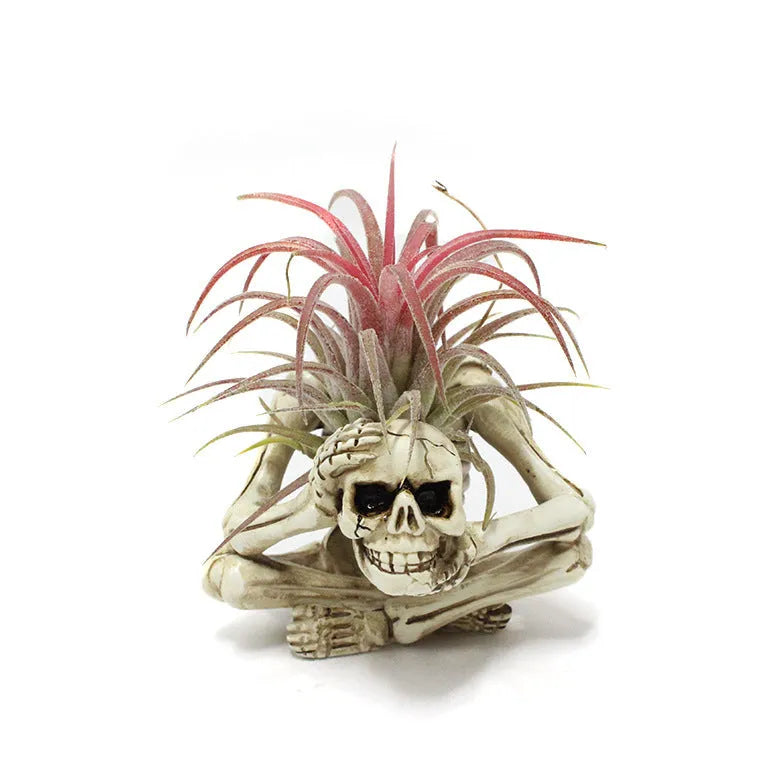 Gothic resin air plant bracket with skull ornament on iron base.