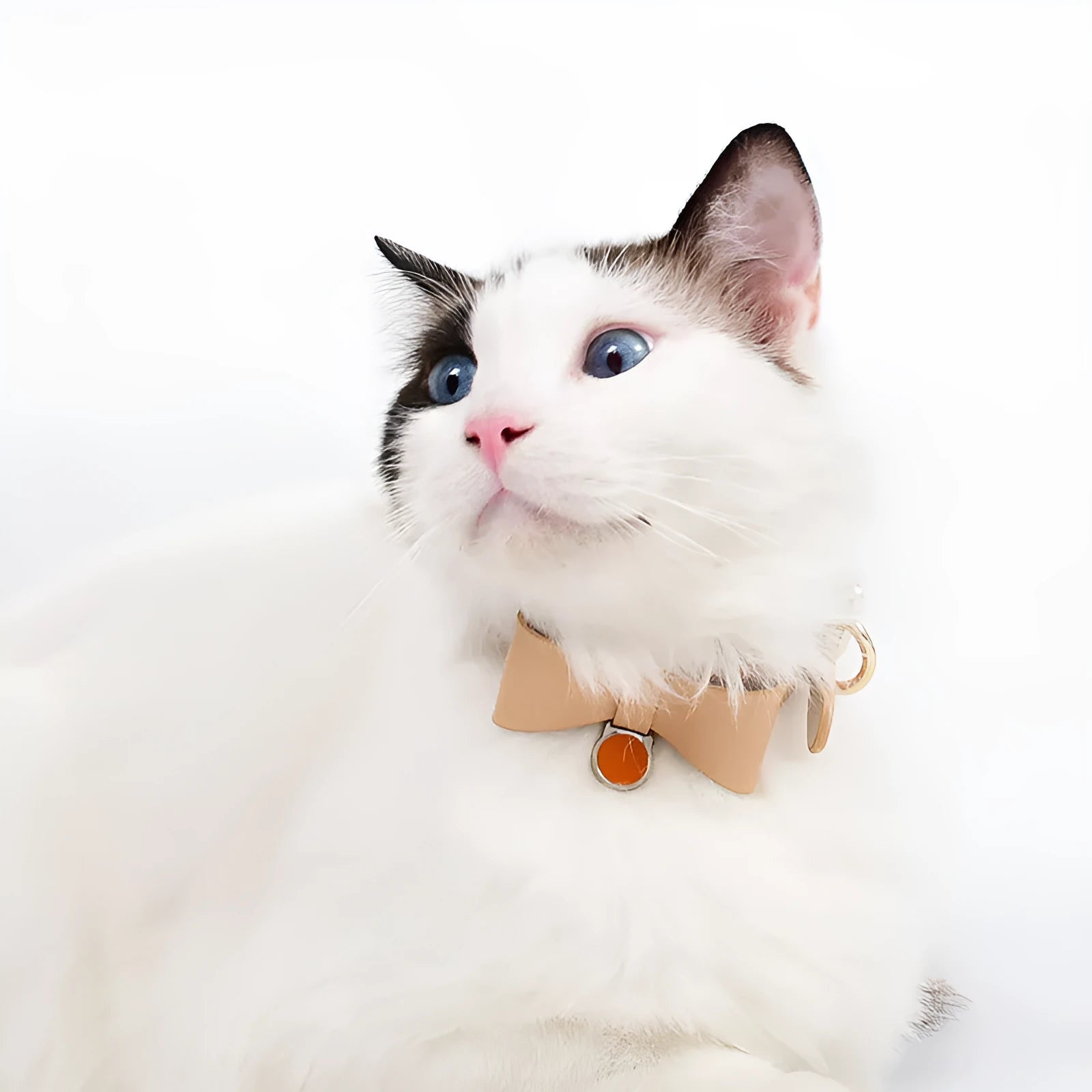 Brown leather cat collar with silver buckle shown adjusted on a table.