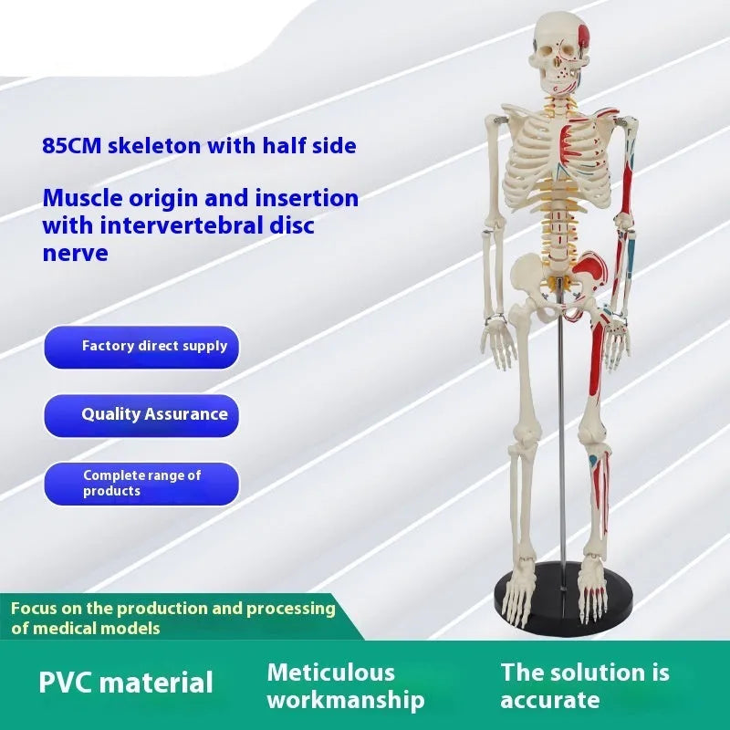Plastic human skeleton biology teaching model 85cm PVC with muscle markings and intervertebral discs for medical lab use