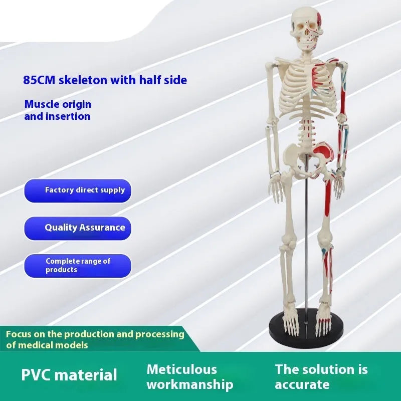 Plastic human skeleton biology teaching model 85cm PVC with muscle markings and intervertebral discs for medical lab use