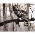Owl design painting by numbers kit with canvas, acrylic paints, and brushes on a table.