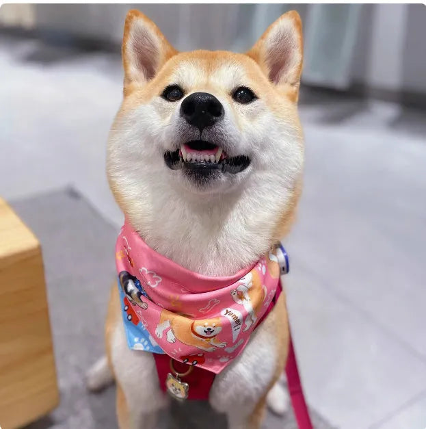 Shiba Inu wearing a reversible triangular binder scarf in pink with blue, size M, on a dog with a 30-40cm neck