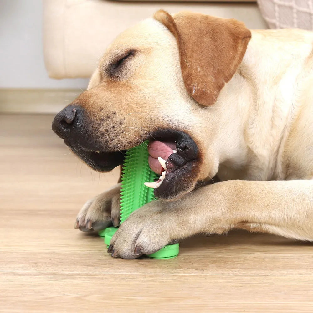 Green TPR dog chew toy with suction cup base and molar rod for teeth cleaning and tartar prevention