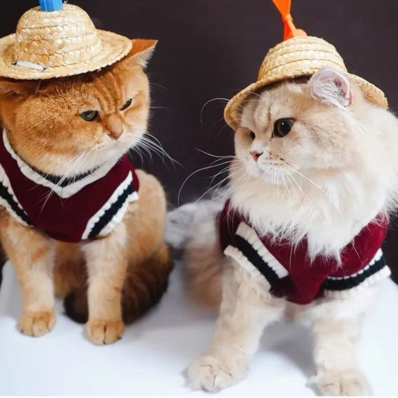 Winter cat clothing in blue duck colour on British Shorthair cat showing size range XS to 2XL