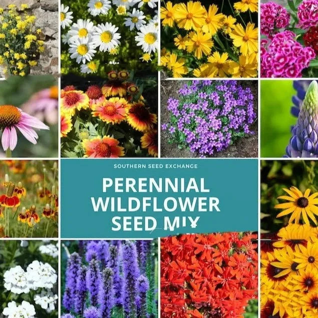 Packet of Purpleflower Holly Leaf mixed wildflower seeds with drought and cold resistance
