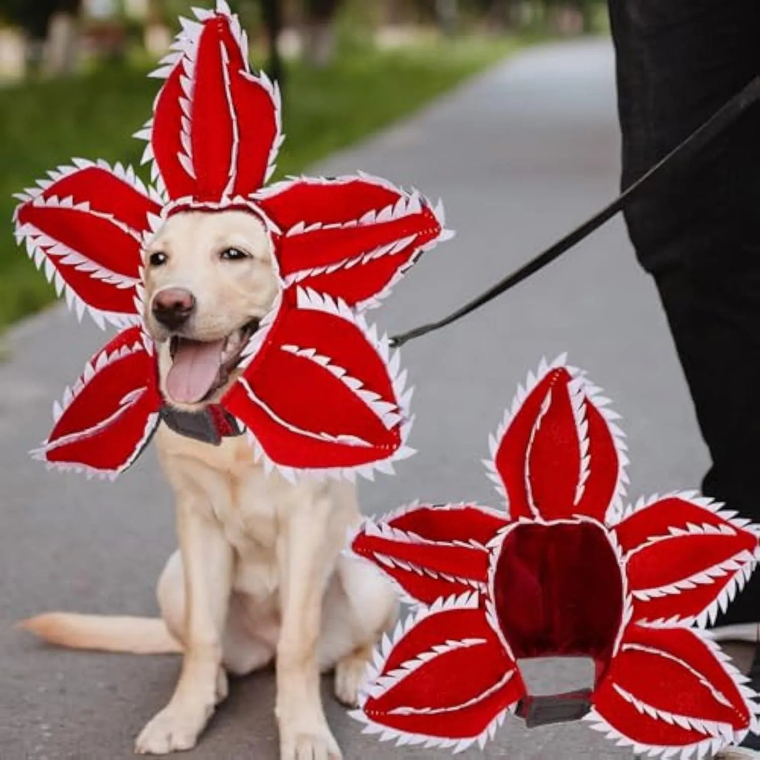 Dog wearing Halloween costume with demon hat headband and flower collar