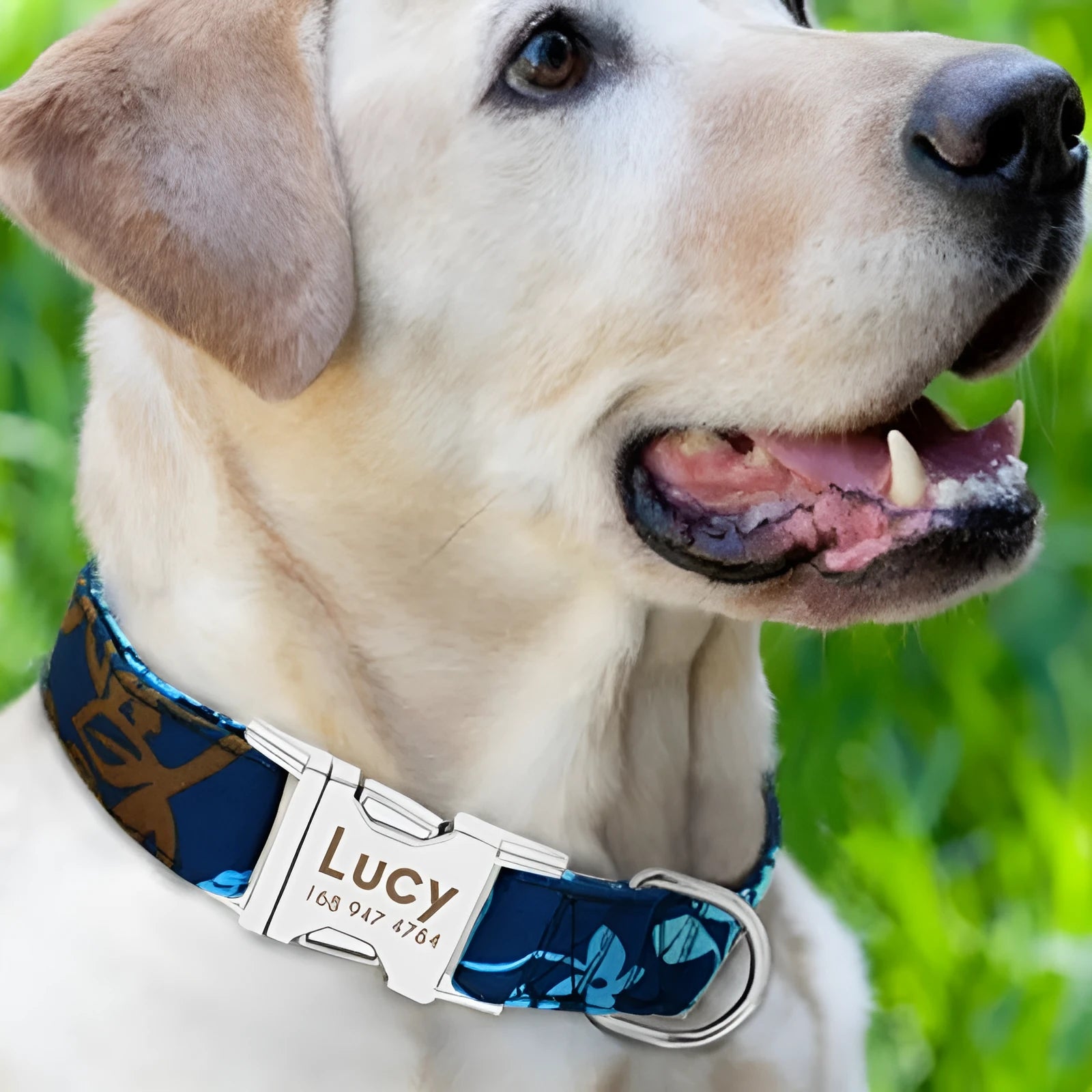 Adjustable dog collar with metal buckle in black, green, or rose red