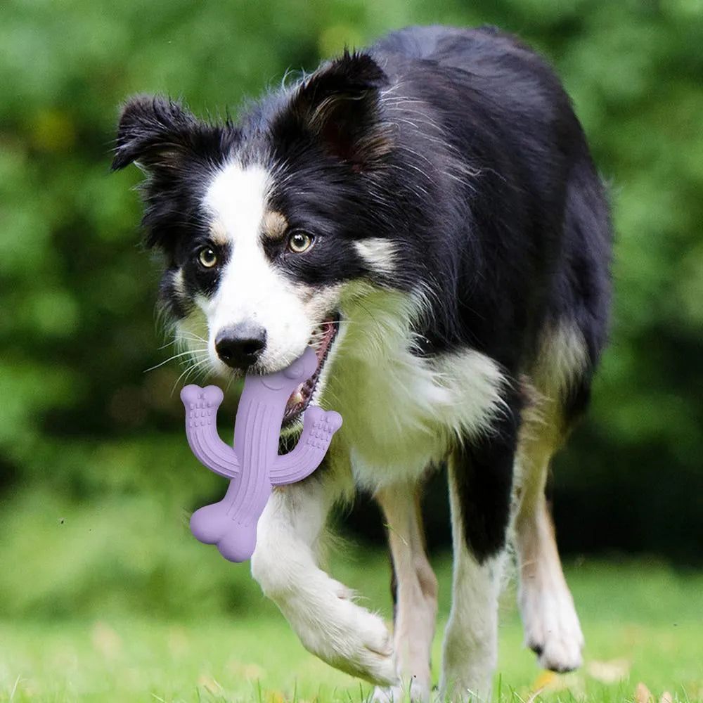 Cactus-shaped dog chew toy in bamboo fibre and rubber showing textured surface and cactus silhouette