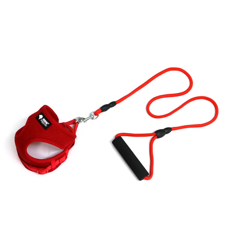 Blue dog leash with integrated collar featuring foam handle for small dogs