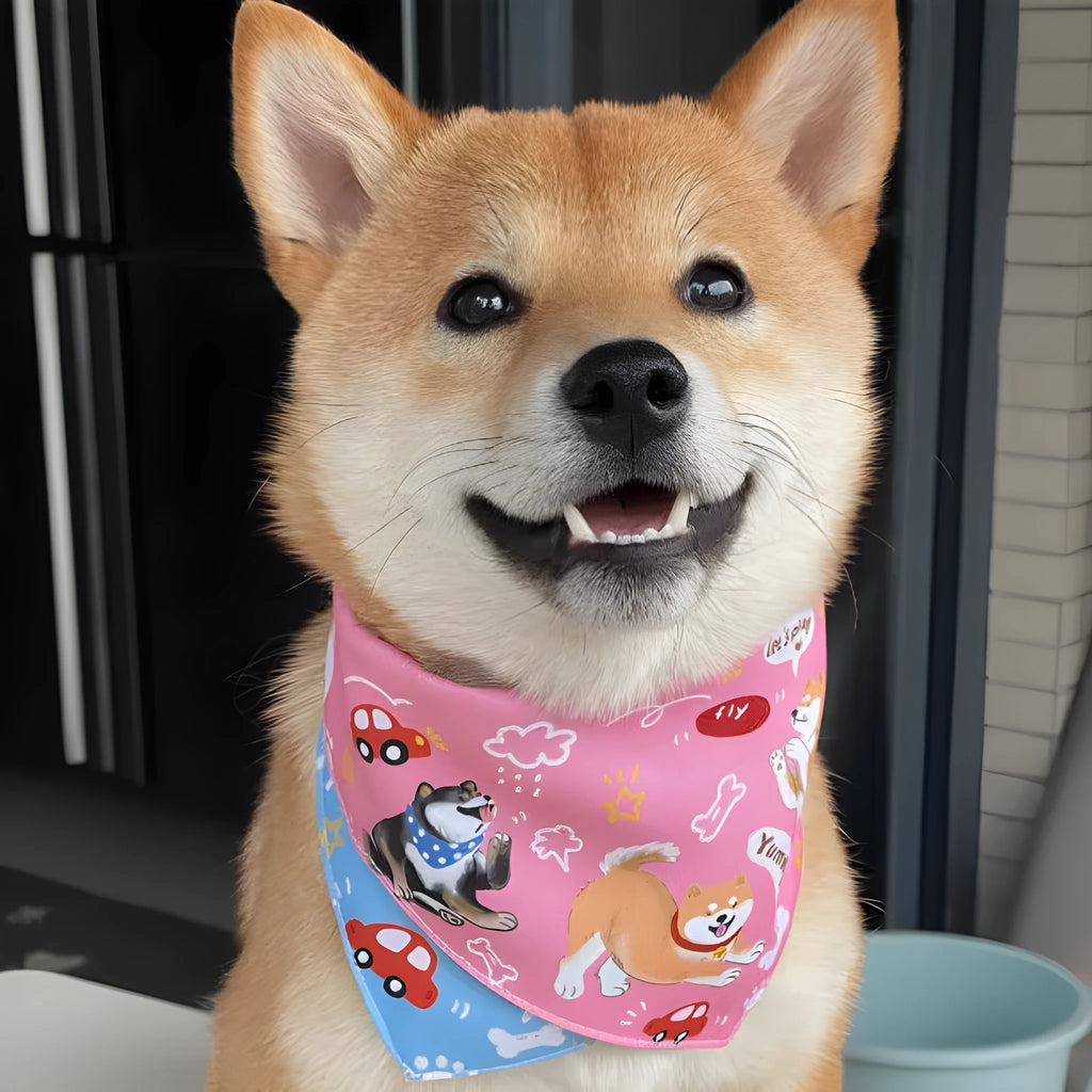 Shiba Inu wearing a reversible triangular binder scarf in pink with blue, size M, on a dog with a 30-40cm neck