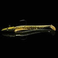 Lead head bionic fishing lures in five colours: black, blue, jade green, white, and yellow.