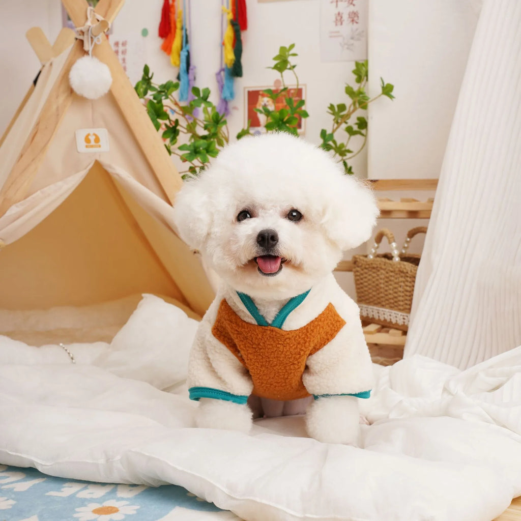 Lambswool pet sweatshirt in caramel colour on a dog, showing casual autumn winter clothing