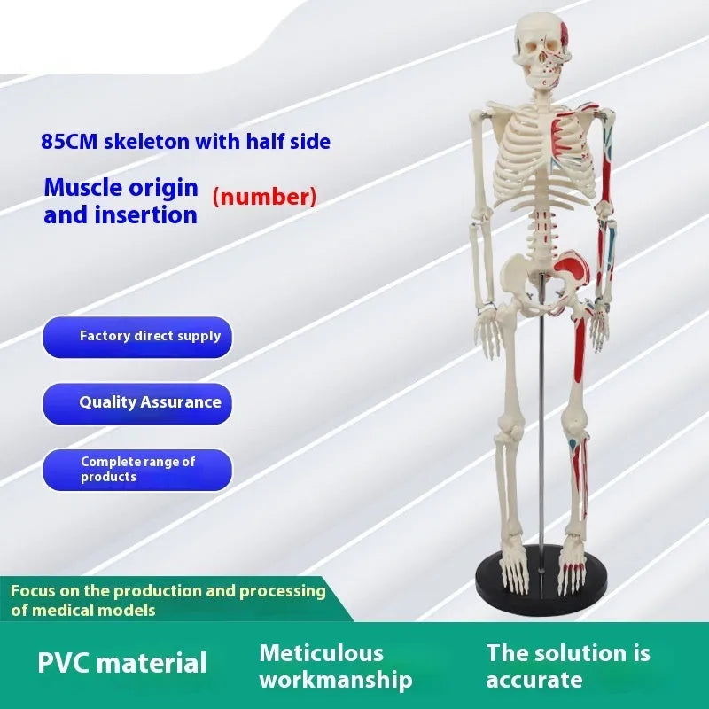 Plastic human skeleton biology teaching model 85cm PVC with muscle markings and intervertebral discs for medical lab use