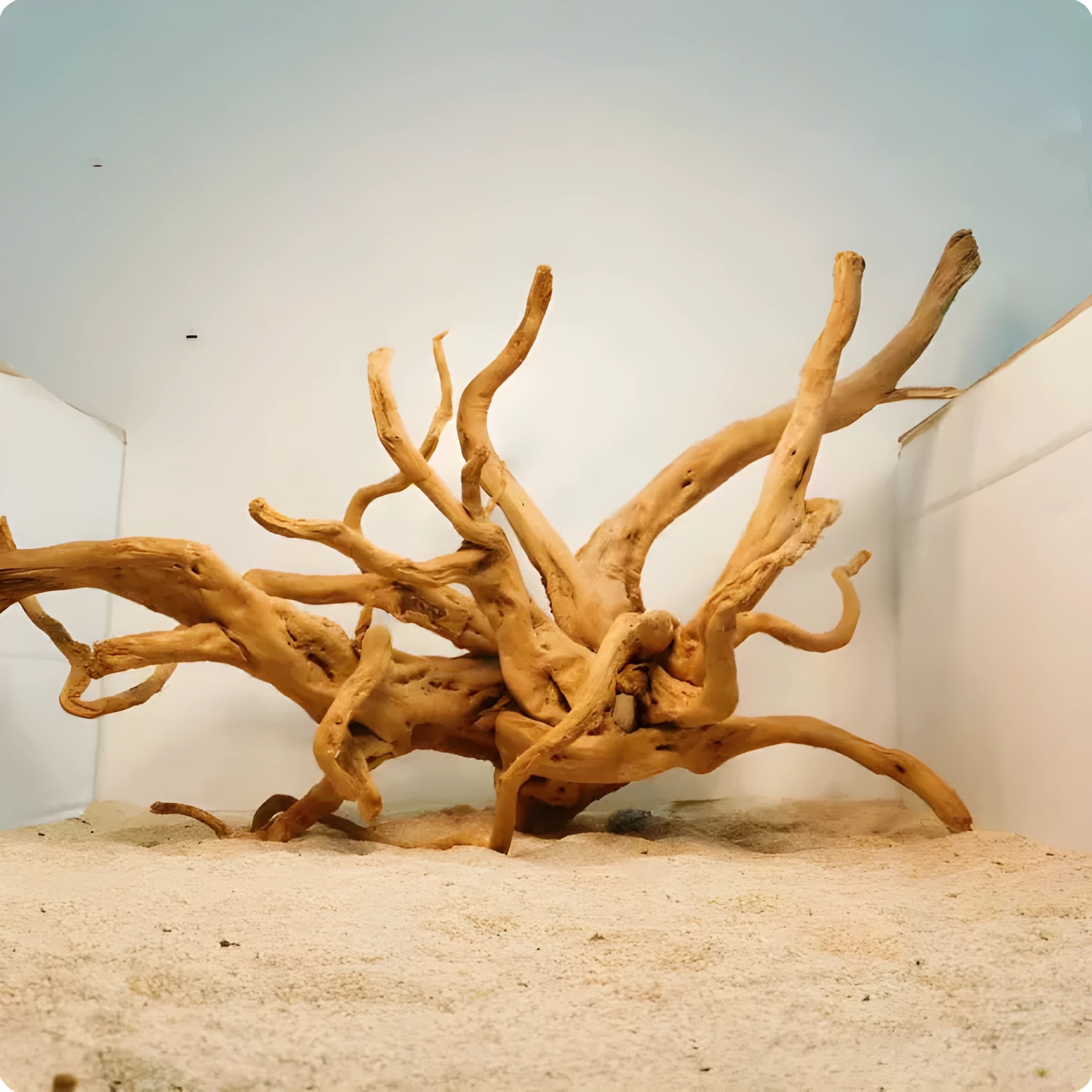 Xiaoqi root natural wood fish tank decoration ornament for aquascaping.